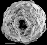 Reophax subfusiformis New Zealand, author: Hayward, Bruce Reophax subfusiformis New Zealand, author: Hayward, Bruce