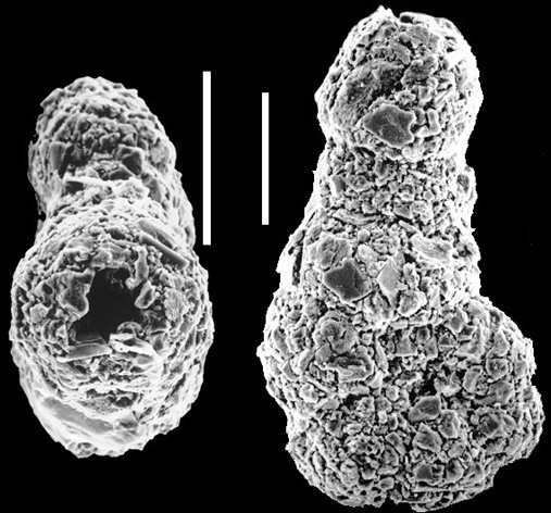 Ammobaculites exiguus New Zealand Ammobaculites exiguus New Zealand