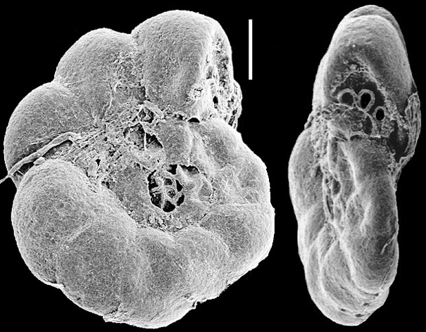 Jadammina macrescens New Zealand Jadammina macrescens New Zealand