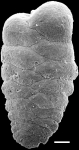 Spiroplectinella proxispira New Zealand