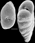 Spiroplectinella proxispira New Zealand