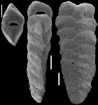 Spiroplectinella proxispira New Zealand