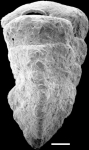 Gaudryina convexa New Zealand