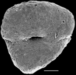 Gaudryina convexa New Zealand