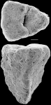 Gaudryina convexa New Zealand