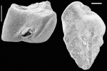 Siphotextularia blacki New Zealand