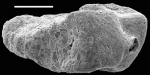 Siphotextularia blacki New Zealand