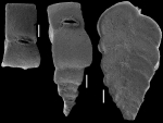Siphotextularia blacki New Zealand