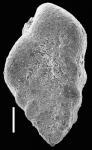 Siphotextularia mestayerae New Zealand