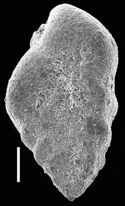 Siphotextularia mestayerae New Zealand Siphotextularia mestayerae New Zealand