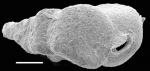 Siphotextularia mestayerae New Zealand