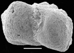 Siphotextularia mestayerae New Zealand