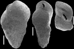 Siphotextularia mestayerae New Zealand