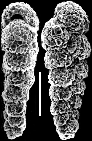 Textularia earlandi New Zealand Textularia earlandi New Zealand