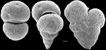 Textularia candeiana New Zealand