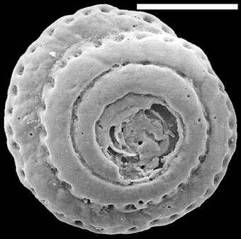 Mychostomina peripora New Zealand Mychostomina peripora New Zealand