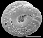 Mychostomina peripora New Zealand