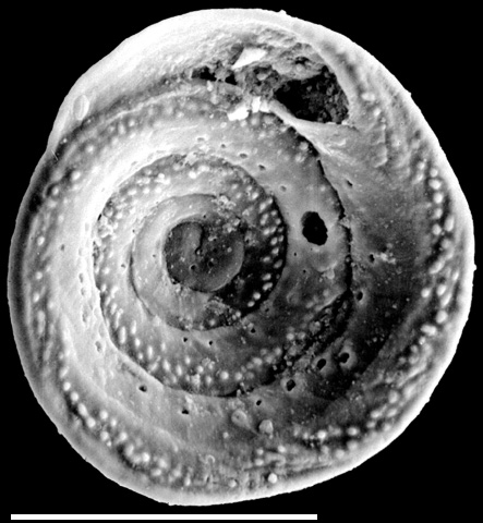 Mychostomina revertens New Zealand Mychostomina revertens New Zealand