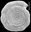 Spirillina vivipara New Zealand