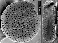 Spirillina novaezealandiae New Zealand, author: Hayward, Bruce