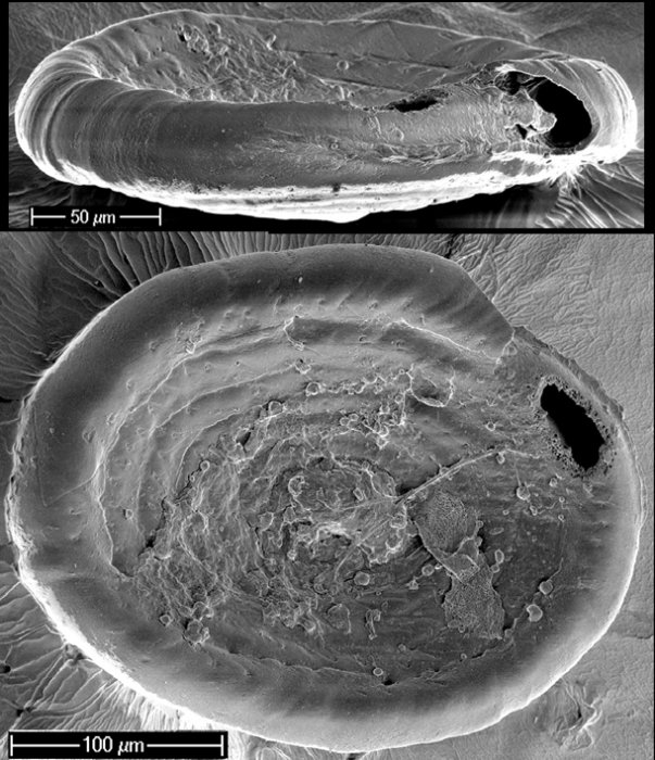 Spirillina obconica New Zealand Spirillina obconica New Zealand