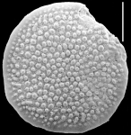 Spirillina denticulogranulata New Zealand, author: Hayward, Bruce