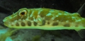 Tetraodontiformes