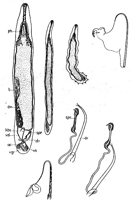 Paromalostomum dubium