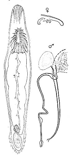 Paromalostomum dubium