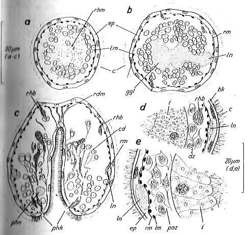 Bradynectes sterreri