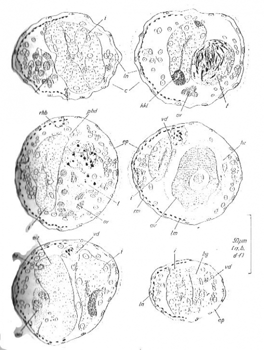 Bradynectes sterreri