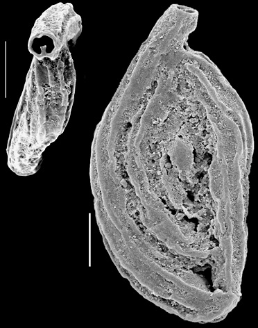 Massilina granulocostata New Zealand Massilina granulocostata New Zealand