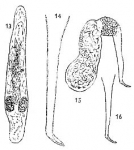 Platyhelminthes