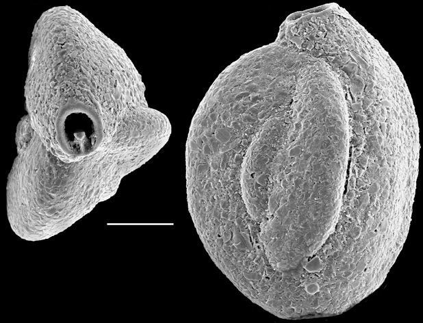 Quinqueloculina agglutinans New Zealand Quinqueloculina agglutinans New Zealand
