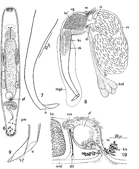 Macrostomum balticum