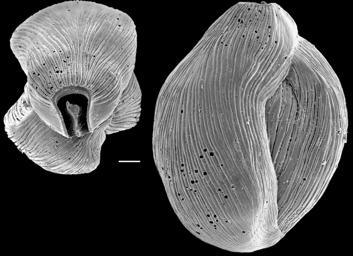 Quinqueloculina bicornis New Zealand Quinqueloculina bicornis New Zealand
