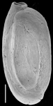 Quinqueloculina delicatula New Zealand