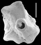 Quinqueloculina delicatula New Zealand