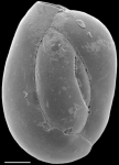 Quinqueloculina incisa New Zealand