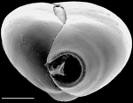 Quinqueloculina incisa New Zealand
