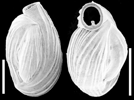 Quinqueloculina carinatastriata New Zealand Quinqueloculina carinatastriata New Zealand