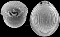 Pyrgo oligocenica New Zealand, author: Hayward, Bruce