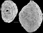Sigmoilopsis wanganuiensis New Zealand