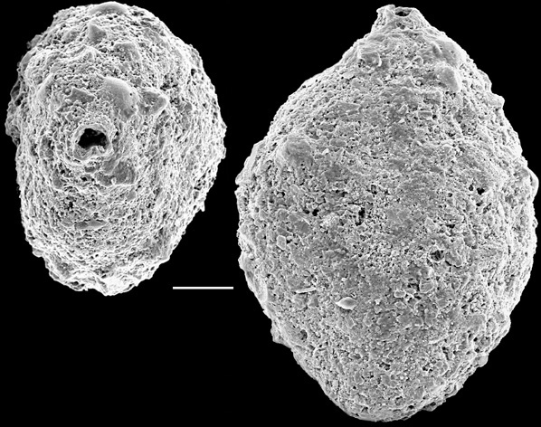 Sigmoilopsis wanganuiensis New Zealand Sigmoilopsis wanganuiensis New Zealand