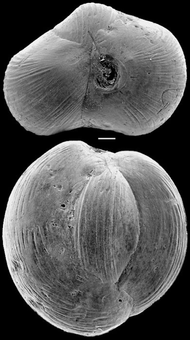Triloculina insignis New Zealand Triloculina insignis New Zealand