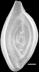 Inaequalina disparilis New Zealand
