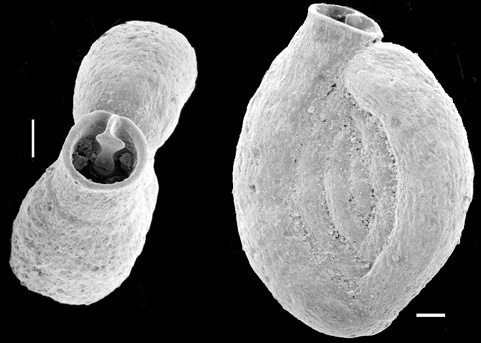 Spiroloculina subaequa New Zealand Spiroloculina subaequa New Zealand