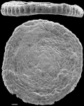 Sorites marginalis New Zealand