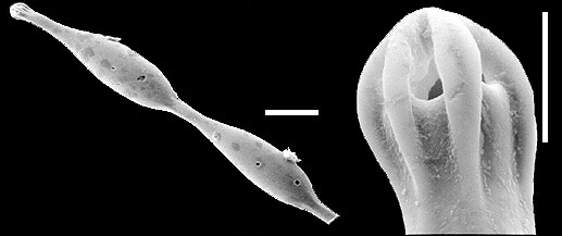 Grigelis orectus New Zealand Grigelis orectus New Zealand