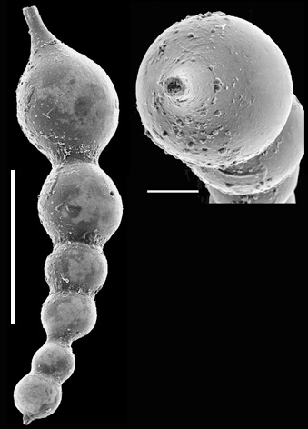 Nodosaria inflexa New Zealand Nodosaria inflexa New Zealand